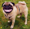 Cane di Berlusconi_1.jpg (31231 byte)